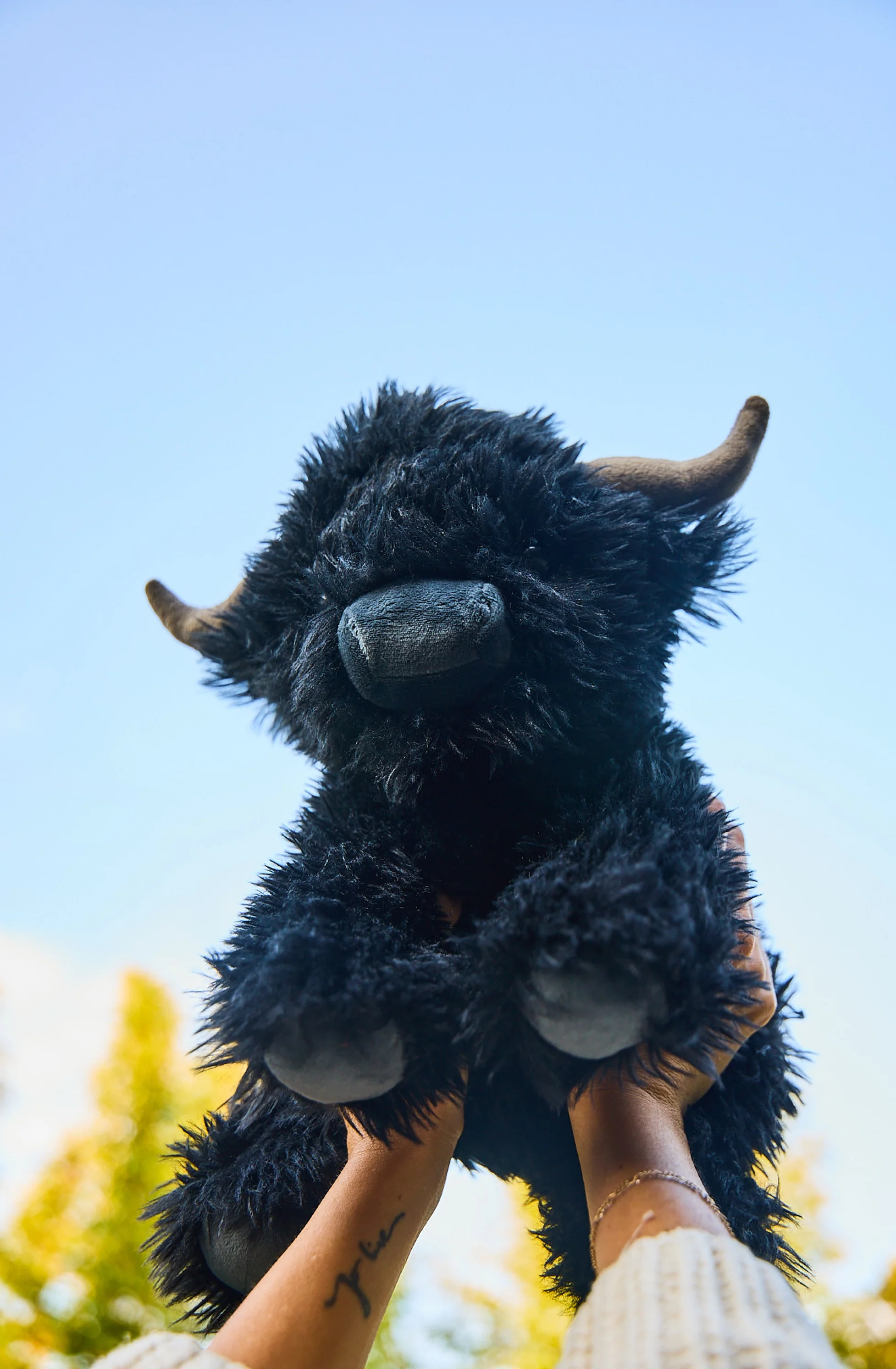 Angus the Highland Cow - Image 3