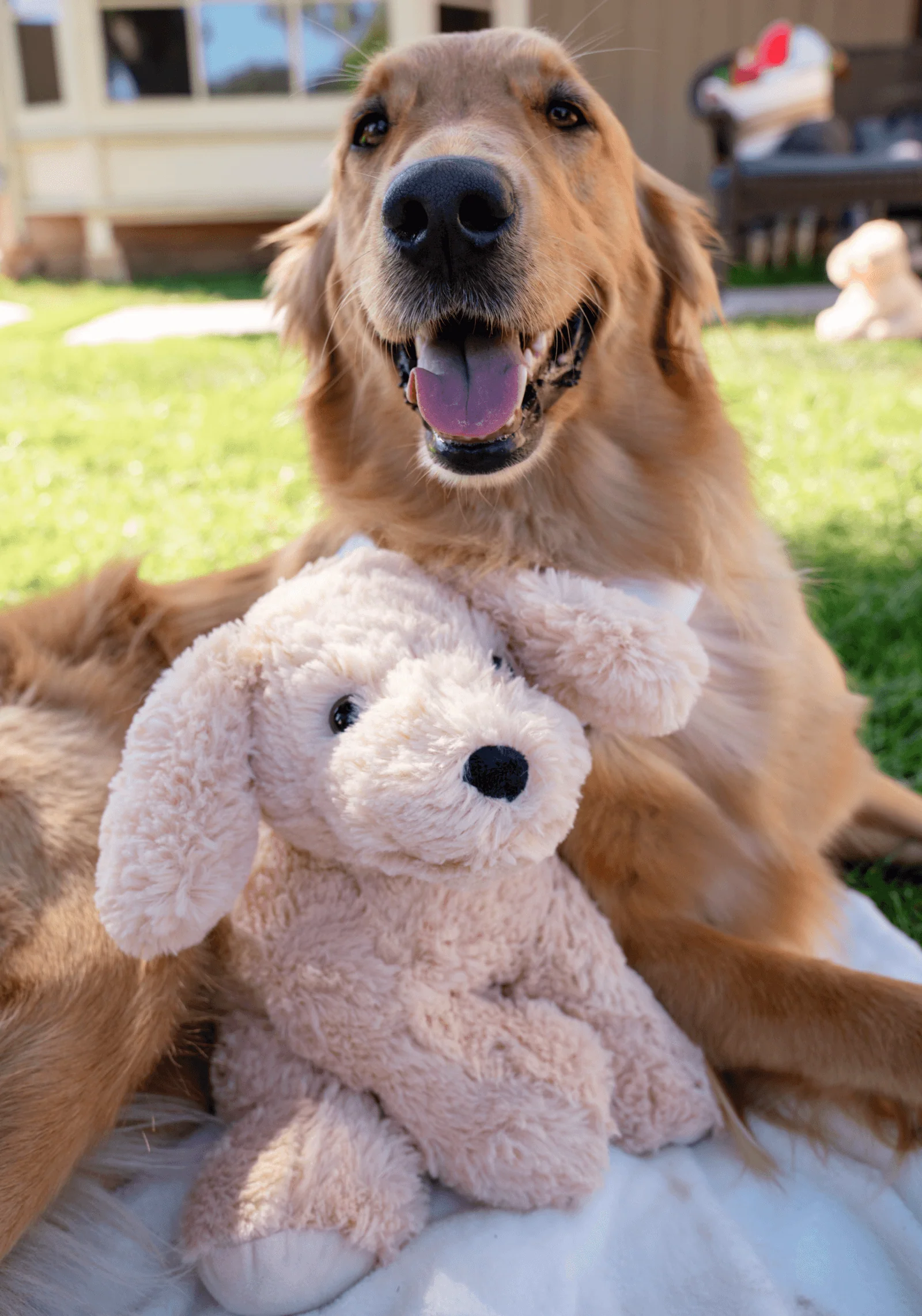 Charlie the Dog - Image 3