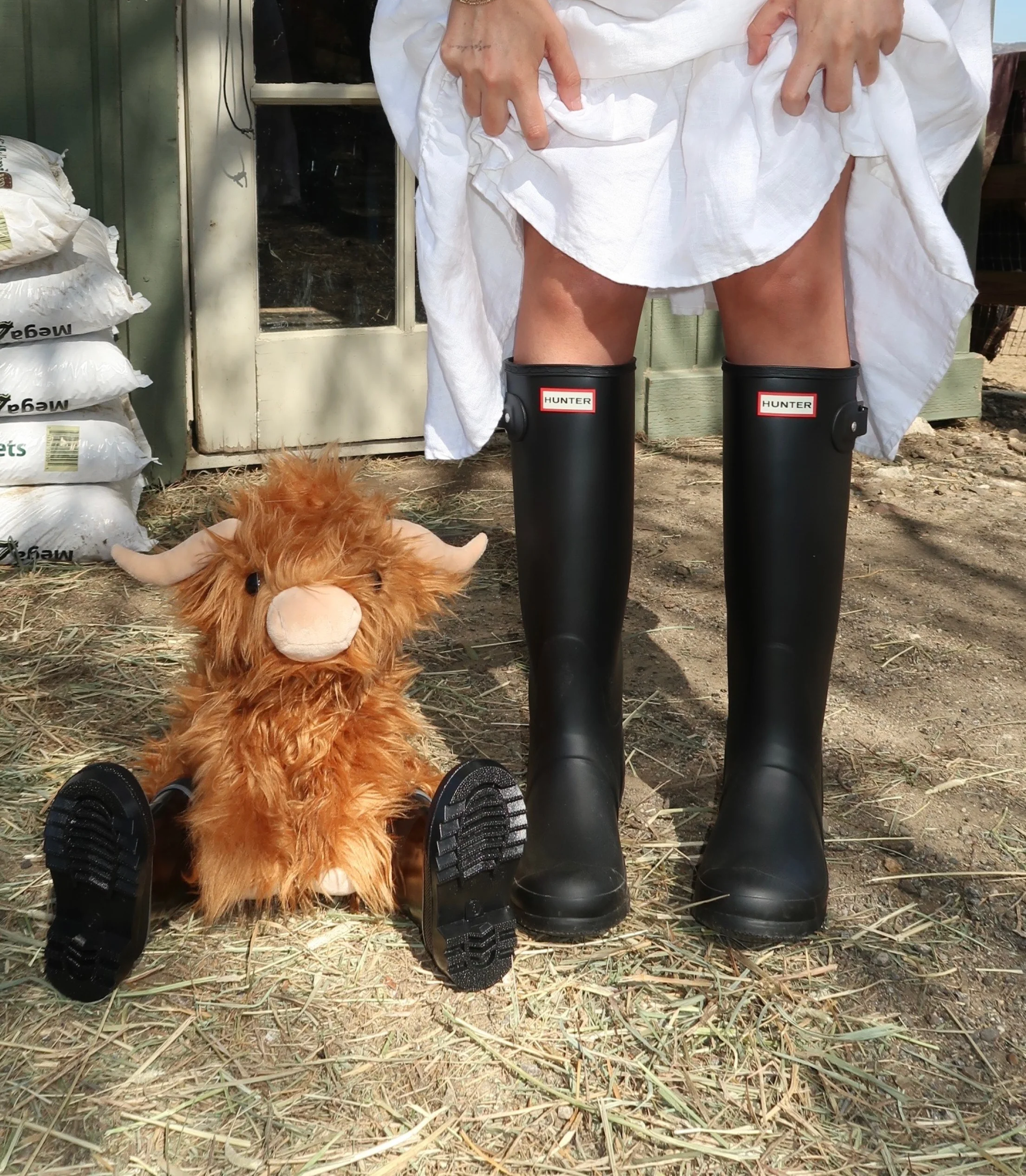 Toffee the Highland Cow - Image 6